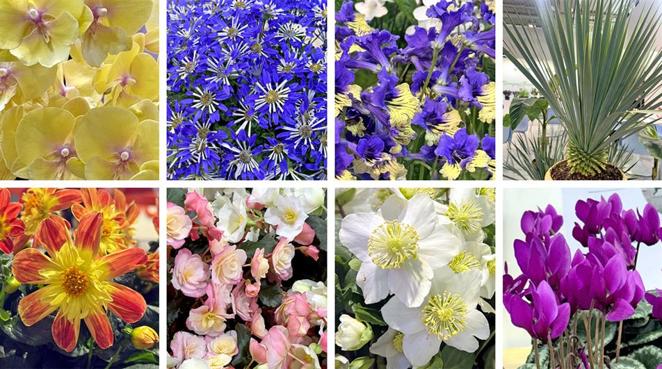 New plants at IPM Essen